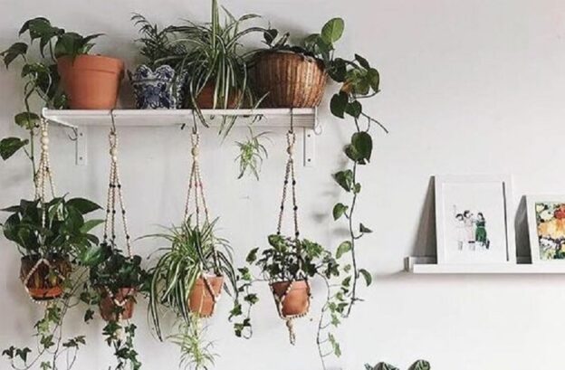 Tentang Tanaman yang Perlu Diketahui Oleh Plant Parents